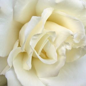 Meet your Posher, Martha